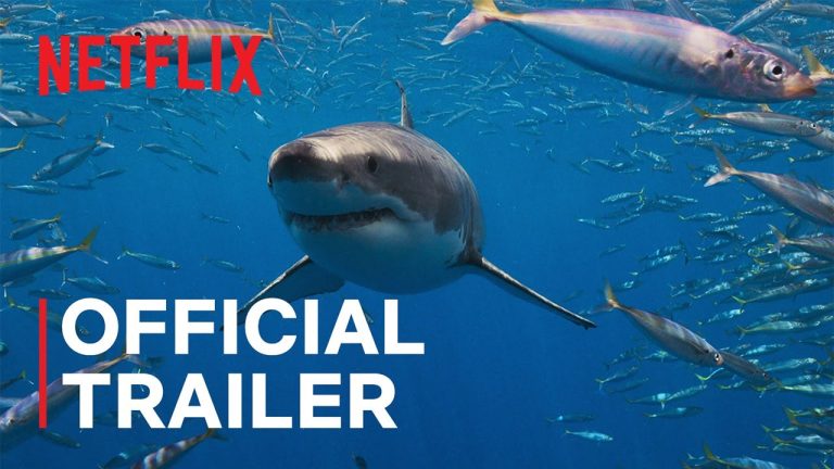 Netflix Dives Deep With “All the Sharks” Competition for Charity